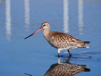 オオソリハシシギ ふなばし三番瀬海浜公園 2015年10月18日(日)