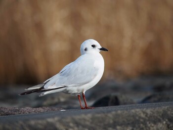 ズグロカモメ 葛西臨海公園 2015年12月31日(木)