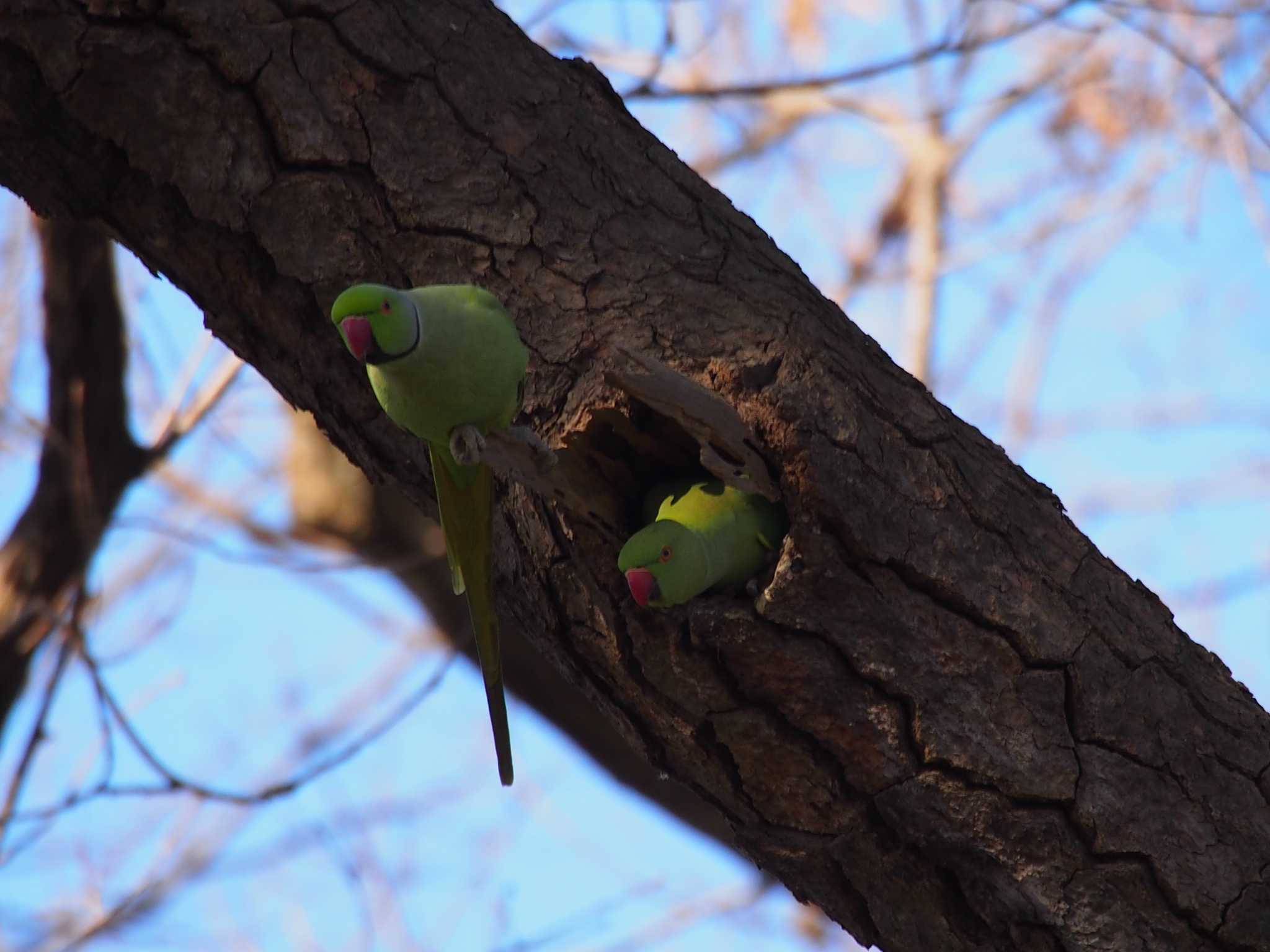 田園調布せせらぎ公園(多摩川せせらぎ公園) ワカケホンセイインコの写真 by ハイウェーブ