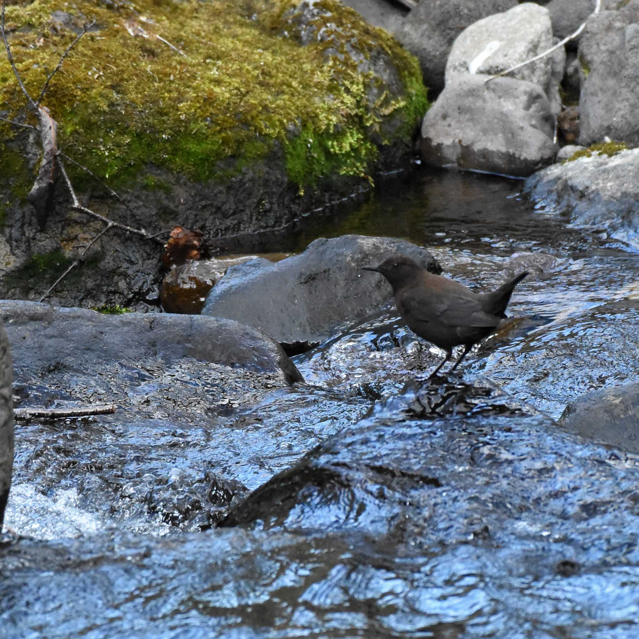 八千穂高原自然園 カワガラスの写真 by ao1000