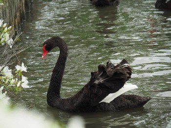 Black Swan 千波湖公園 Sun, 5/14/2017