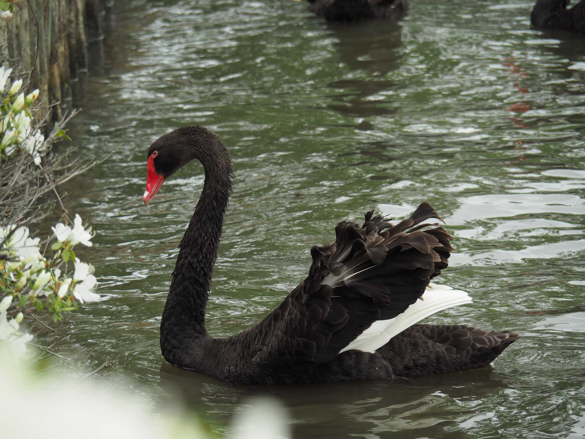 千波湖公園 コクチョウの写真 by アカウント1050