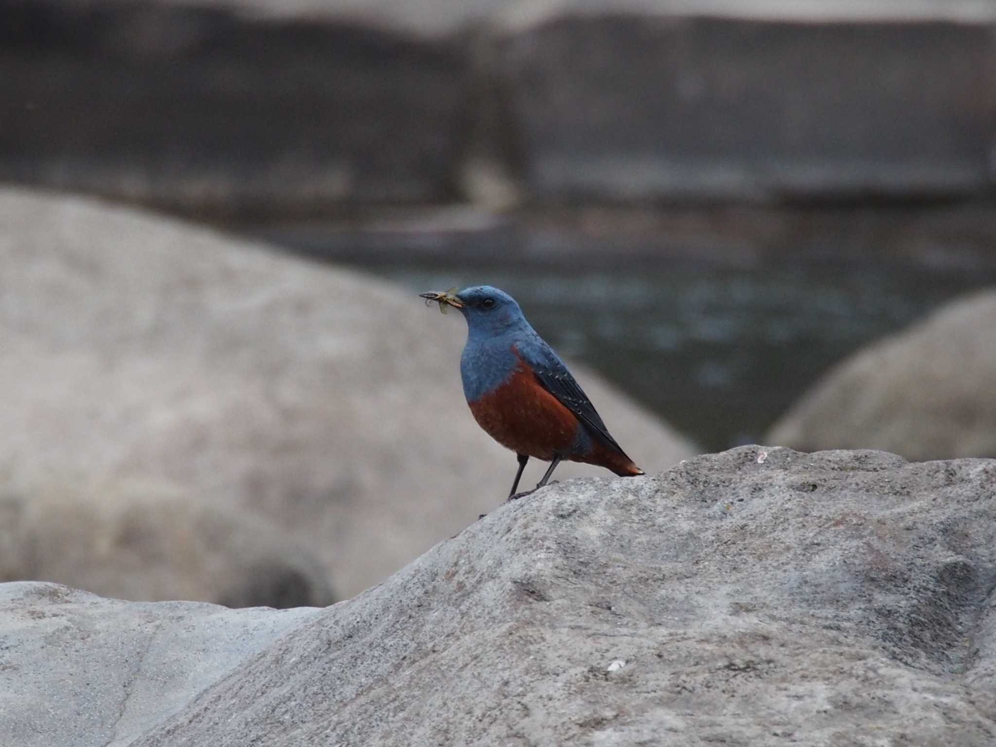 Photo of Blue Rock Thrush at 箱根小涌園 by ハイウェーブ