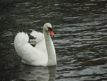 Mute Swan 千波湖公園 Sun, 5/14/2017