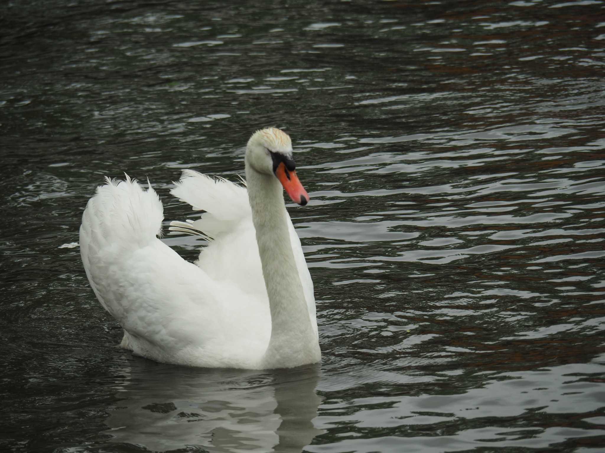 Photo of Mute Swan at 千波湖公園 by アカウント1050