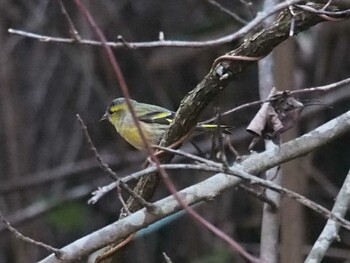 マヒワ 宮城県 鳥の海 2016年1月10日(日)