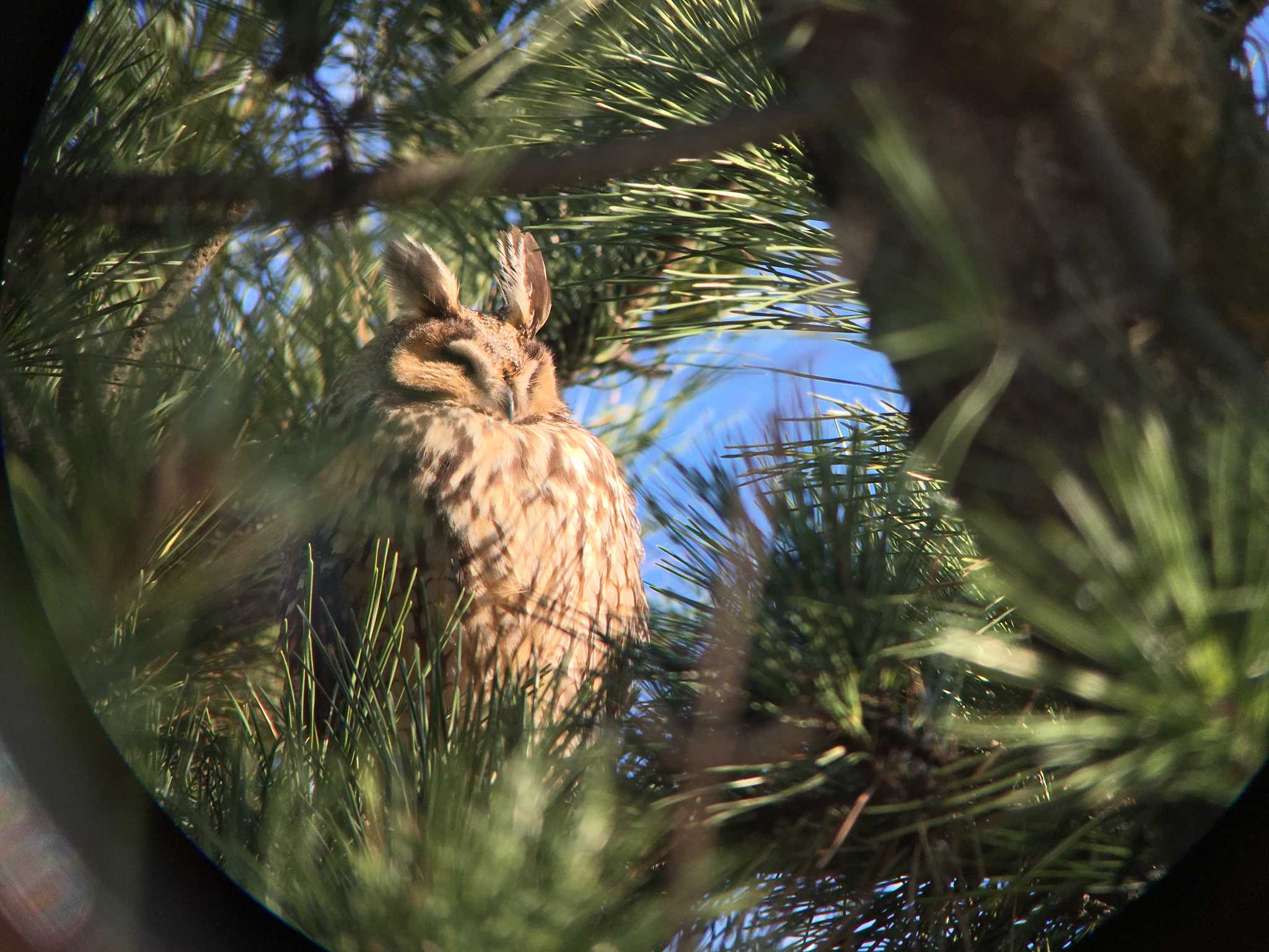 葛西臨海公園 トラフズクの写真 by ハイウェーブ