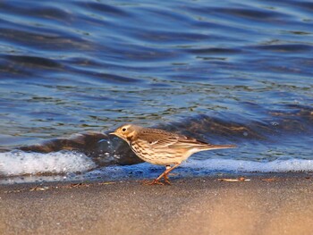 タヒバリ 葛西臨海公園 2016年12月28日(水)