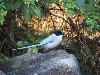 オナガ 葛西臨海公園 2016年12月28日(水)