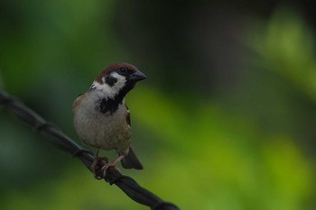 Eurasian Tree Sparrow 庭 Thu, 5/18/2017