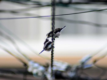 Long-tailed Tit 奈良県奈良市 Unknown Date