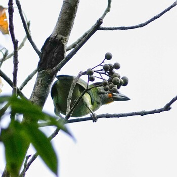 ミミアオゴシキドリ Phu Luang Wildlife Sanctuary 2021年11月15日(月)