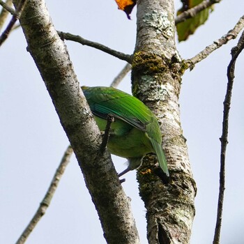 ミミアオゴシキドリ Phu Luang Wildlife Sanctuary 2021年11月15日(月)