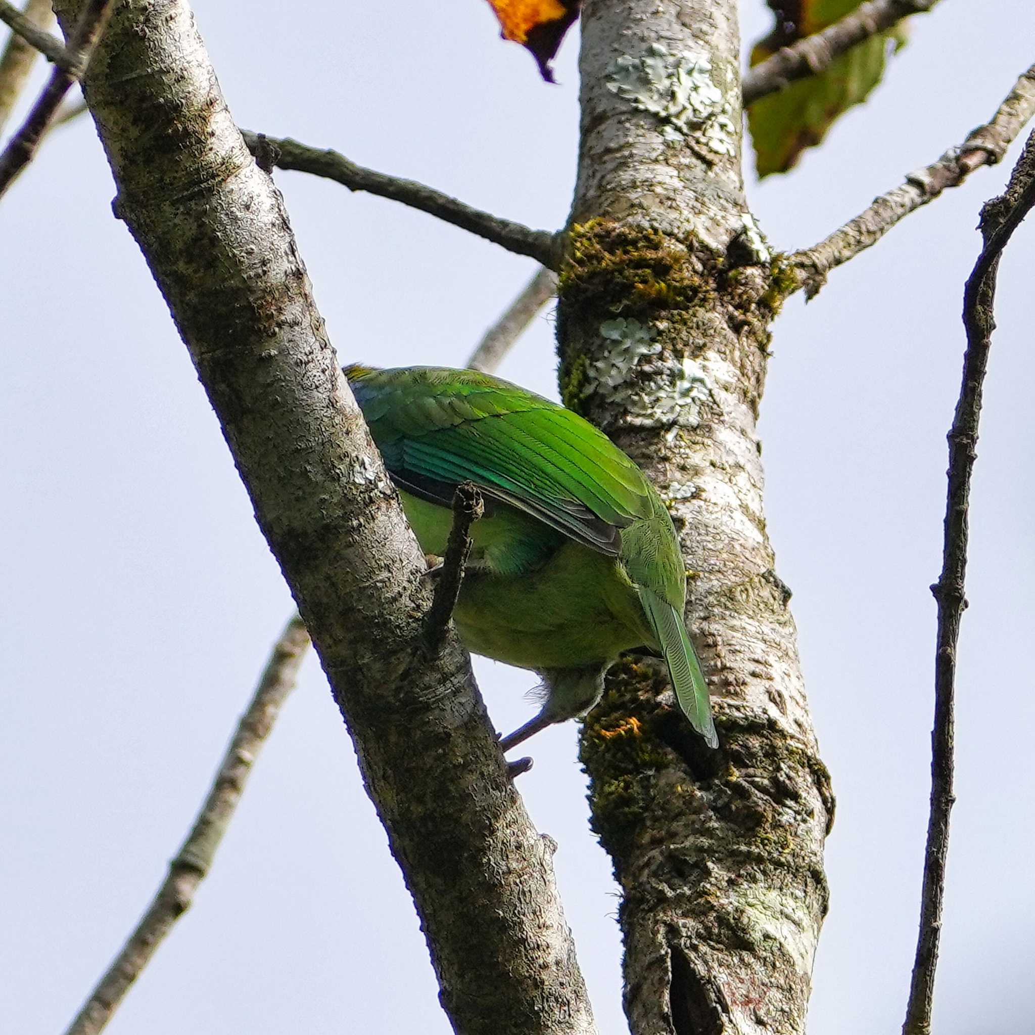 Photo of Green-eared Barbet at Phu Luang Wildlife Sanctuary by span265