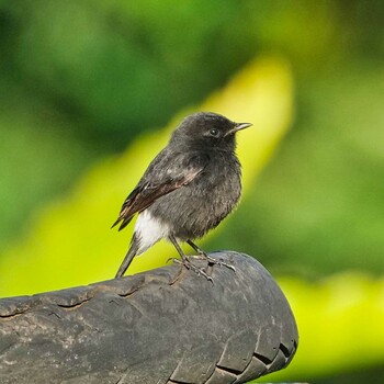 クロノビタキ Phu Luang Wildlife Sanctuary 2021年11月15日(月)