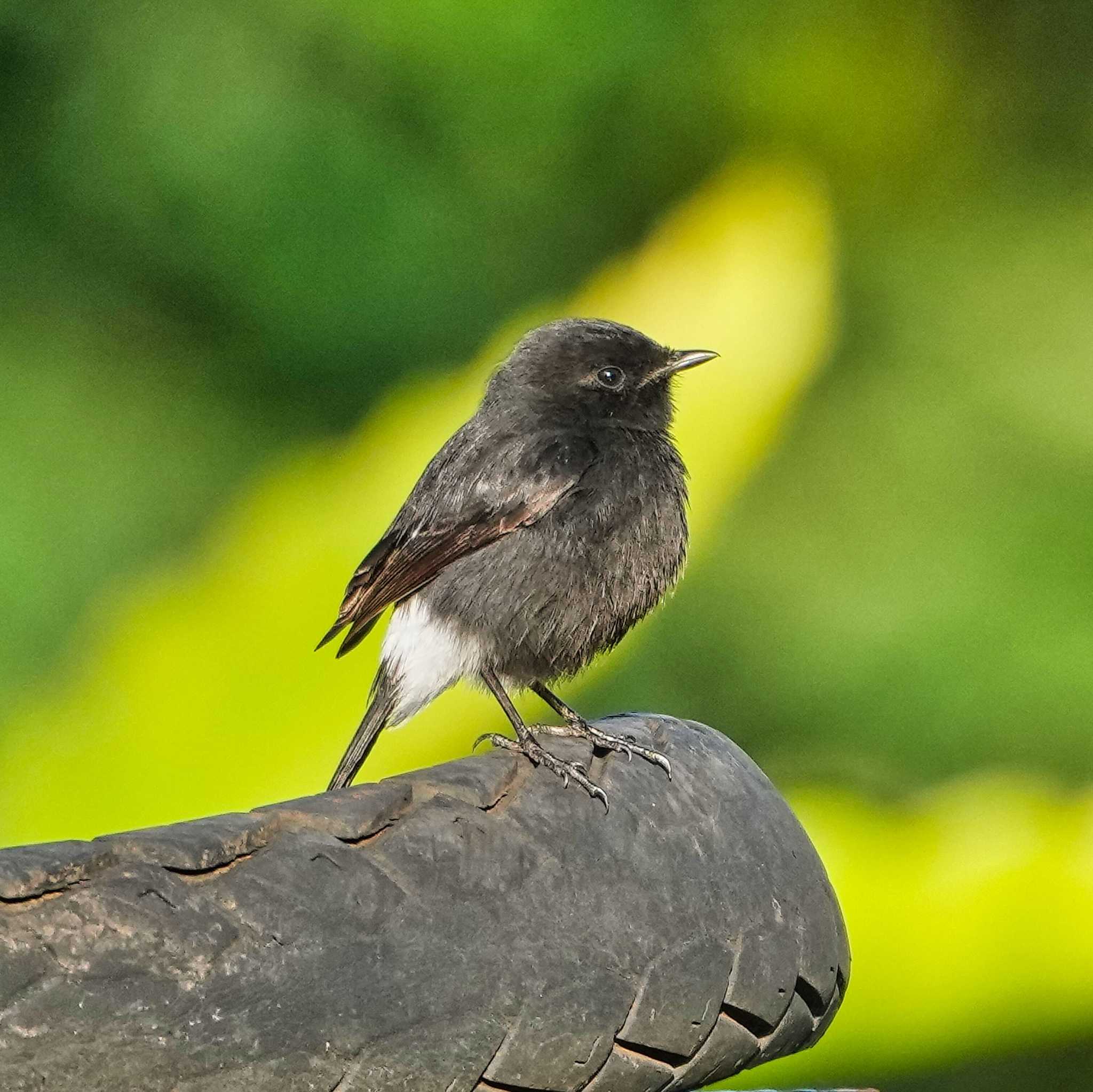 Phu Luang Wildlife Sanctuary クロノビタキの写真 by span265