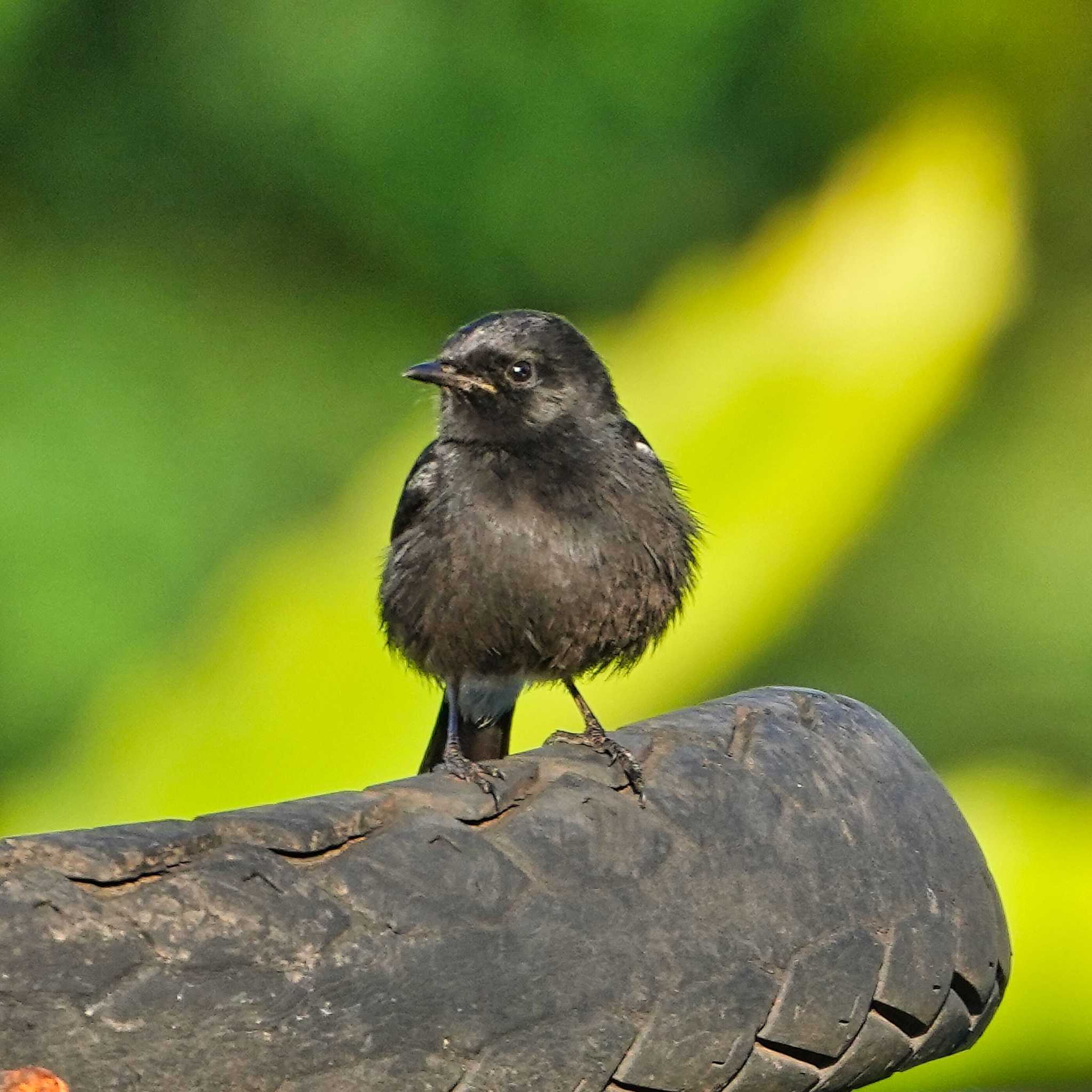 Phu Luang Wildlife Sanctuary クロノビタキの写真 by span265