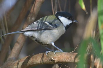 シジュウカラ 滋賀県甲賀市甲南町創造の森 2021年11月26日(金)