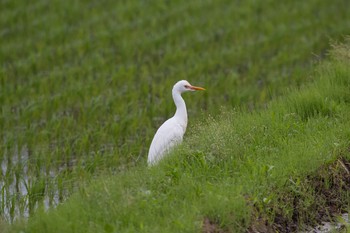 アマサギ 千葉県 2017年5月17日(水)