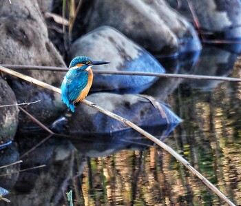 Common Kingfisher 境川遊水地公園 Fri, 11/26/2021