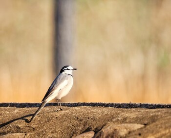 White Wagtail 境川遊水地公園 Fri, 11/26/2021