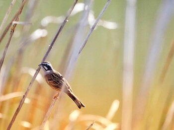 Meadow Bunting 境川遊水地公園 Fri, 11/26/2021