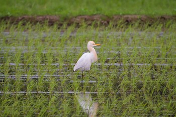 アマサギ 千葉県 2017年5月17日(水)