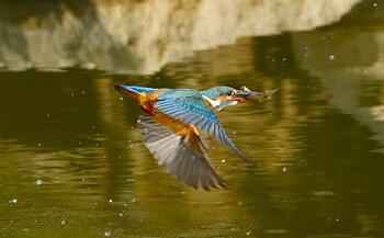 カワセミ 城北公園 2021年11月26日(金)