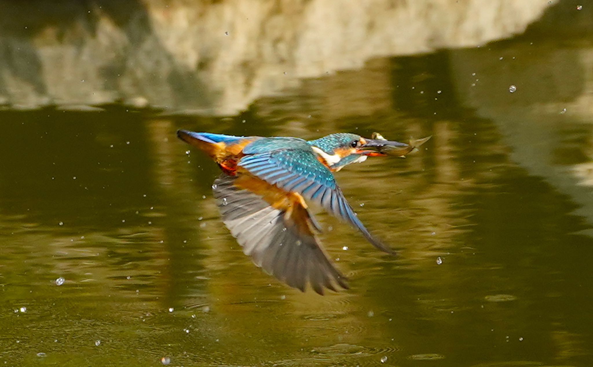 Photo of Common Kingfisher at 城北公園 by アルキュオン