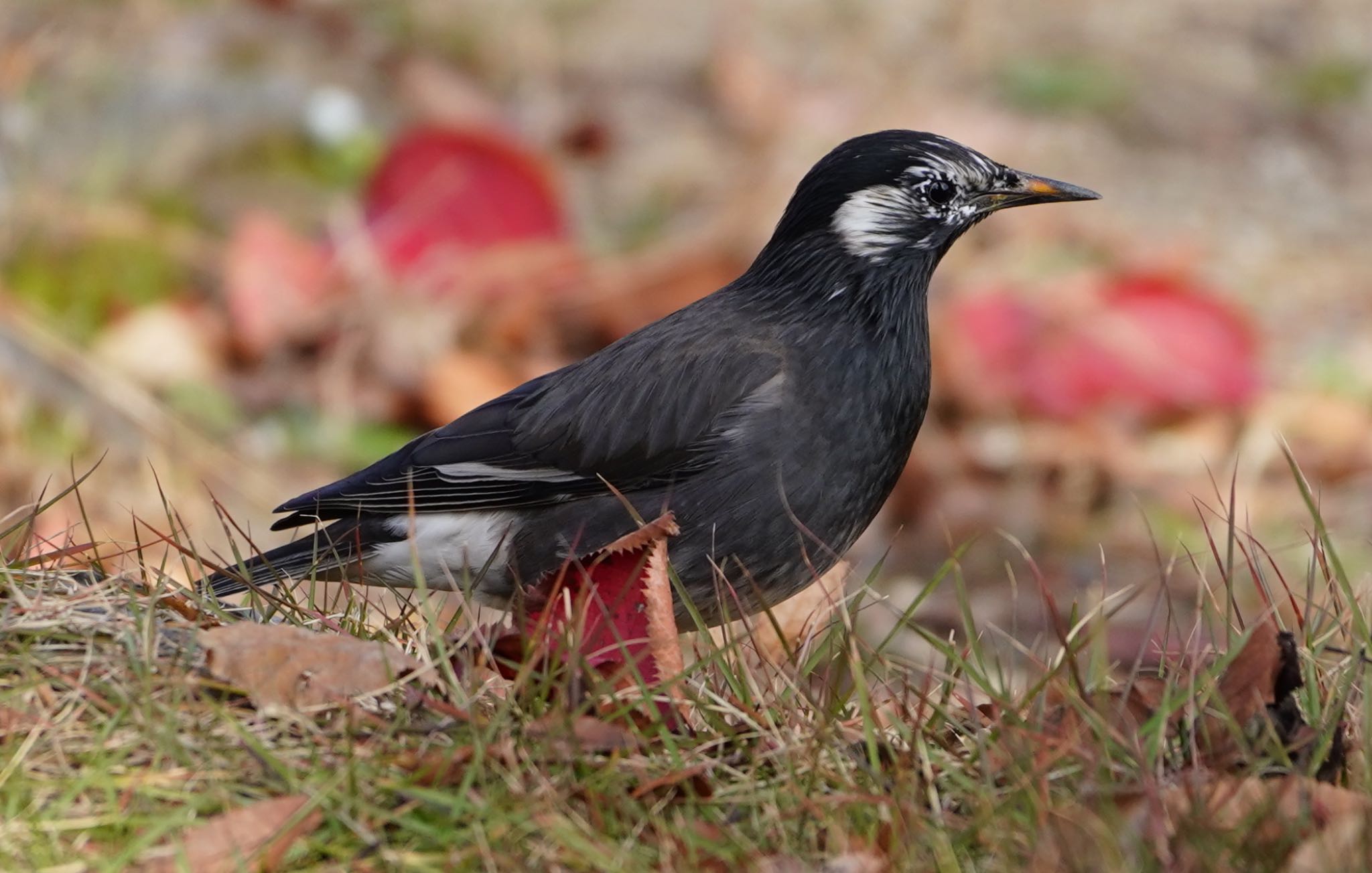 Photo of White-cheeked Starling at 城北公園 by アルキュオン