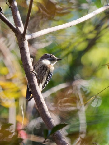 2021年11月25日(木) 金沢自然公園(金沢動物園：神奈川県横浜市)の野鳥観察記録