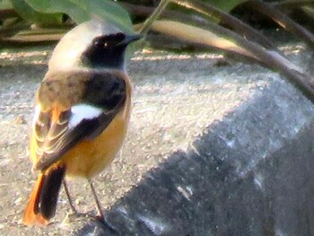 Daurian Redstart 須崎調整池 Wed, 11/24/2021