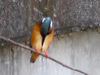 Common Kingfisher 須崎調整池 Wed, 11/24/2021