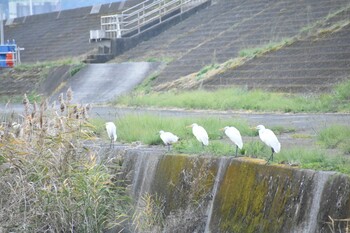 Great Egret 須崎調整池 Thu, 11/25/2021