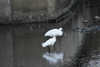 クロツラヘラサギ 須崎調整池 2021年11月24日(水)