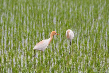 アマサギ 千葉県 2017年5月17日(水)