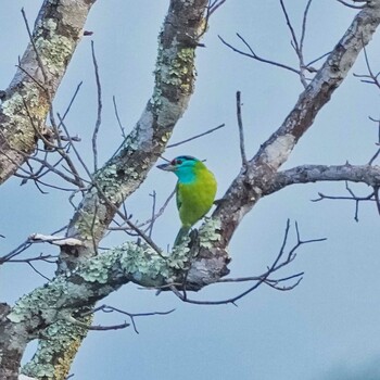 Blue-throated Barbet Phu Suan Sai National Park Wed, 11/17/2021
