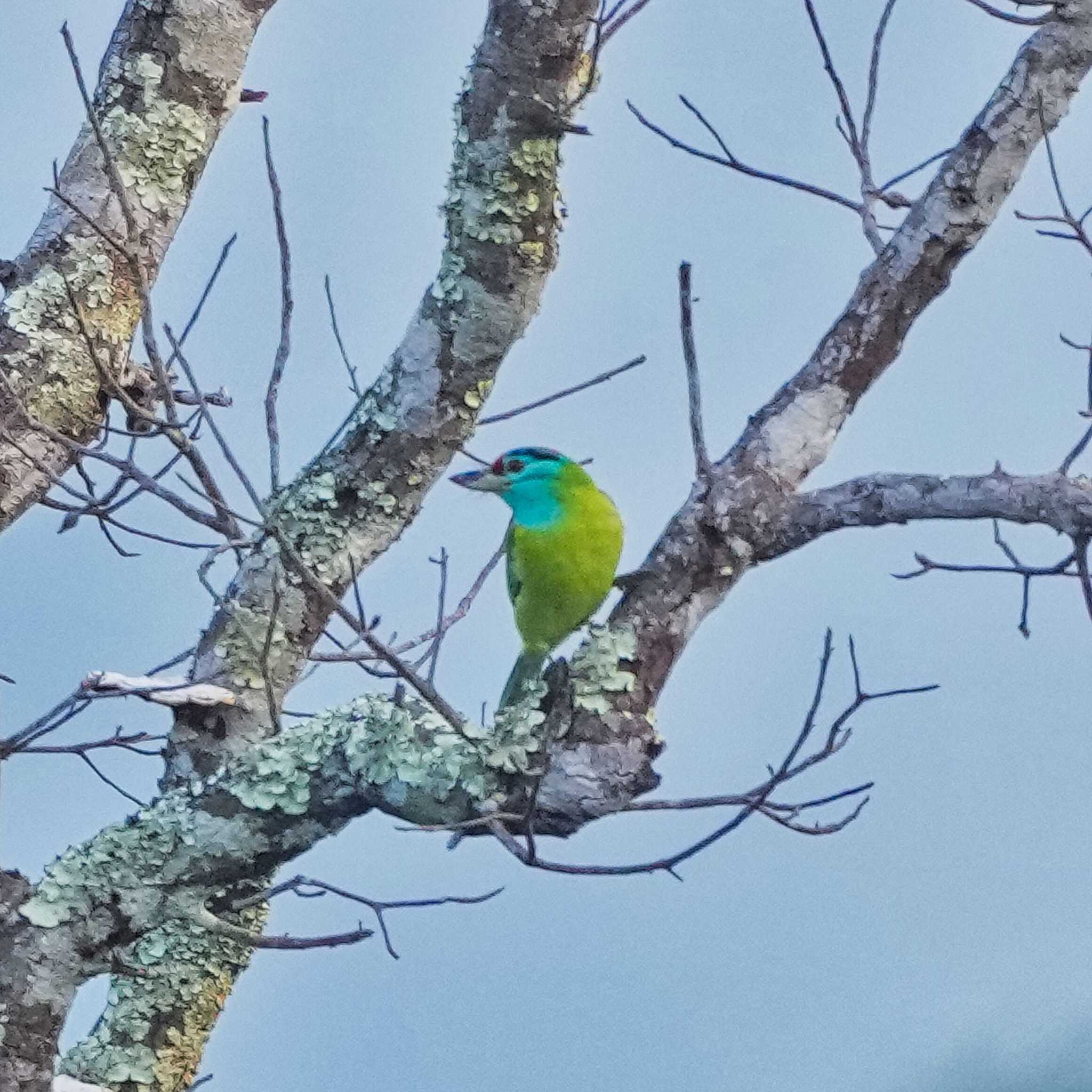 Photo of Blue-throated Barbet at Phu Suan Sai National Park by span265