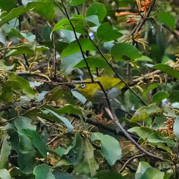 2021年11月17日(水) Phu Suan Sai National Parkの野鳥観察記録