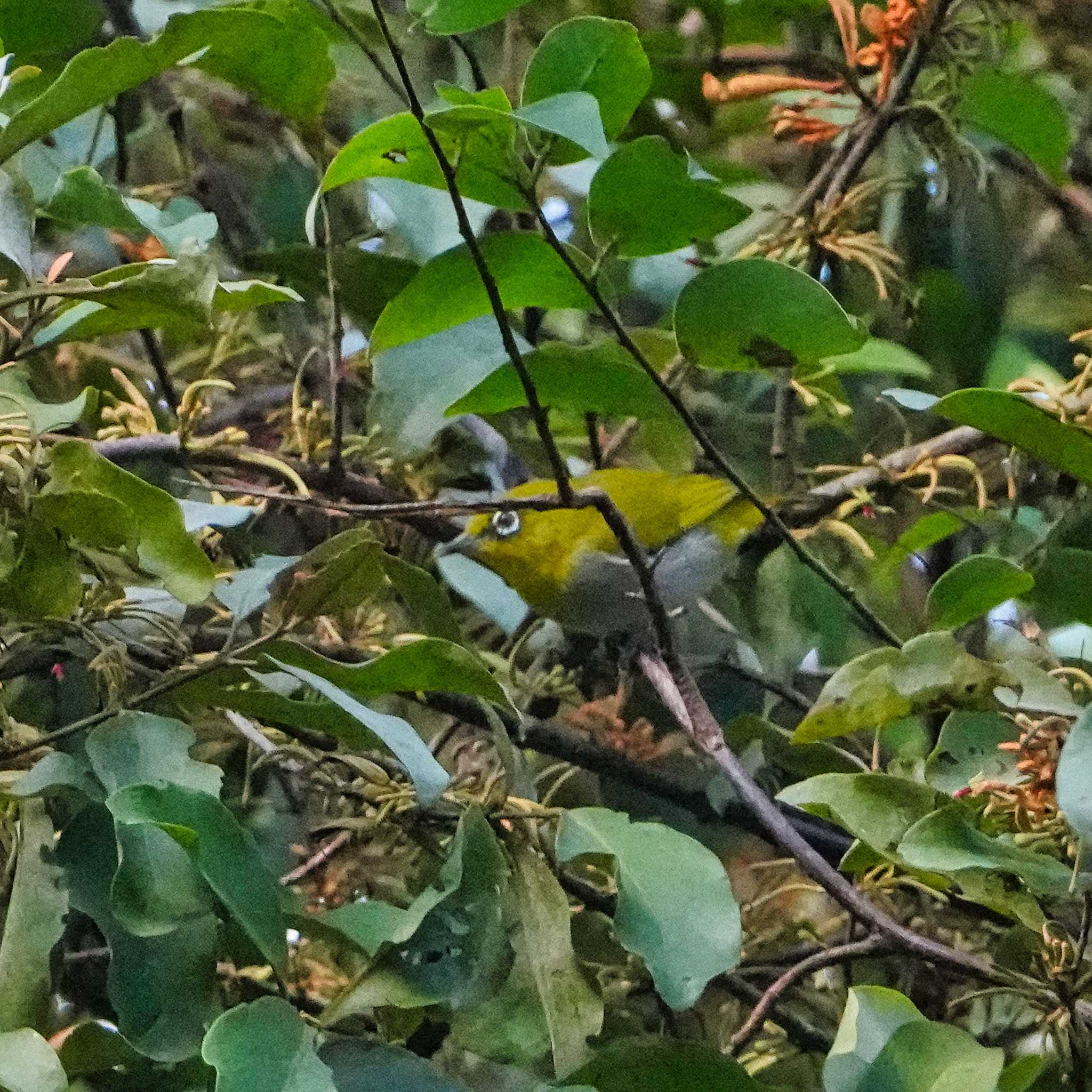 Photo of Indian White-eye at Phu Suan Sai National Park by span265