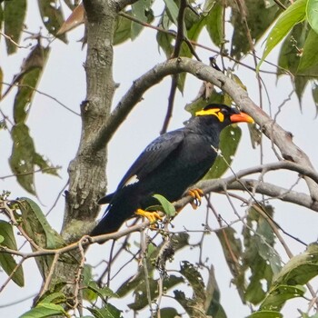 キュウカンチョウ Nam Nao National Park 2021年11月17日(水)