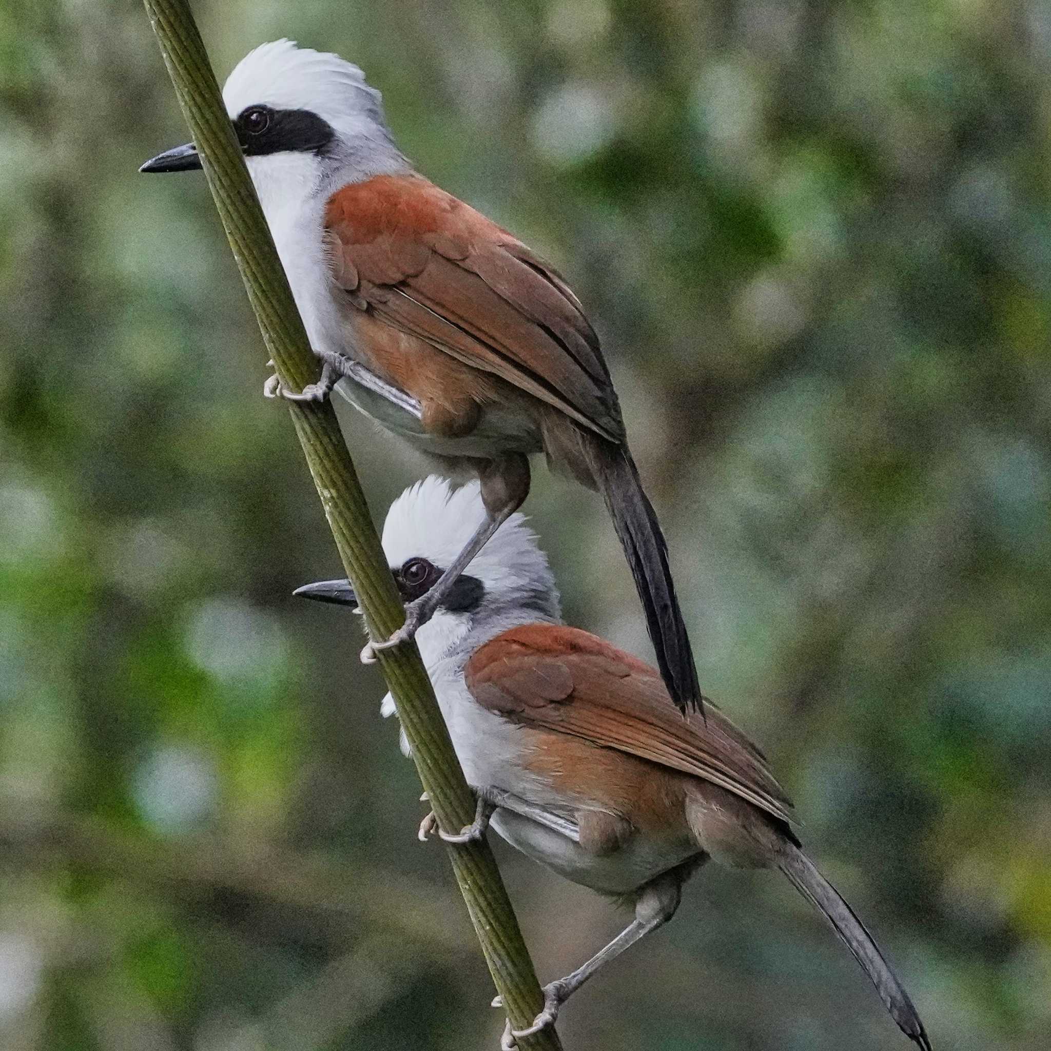 White-crested Laughingthrush