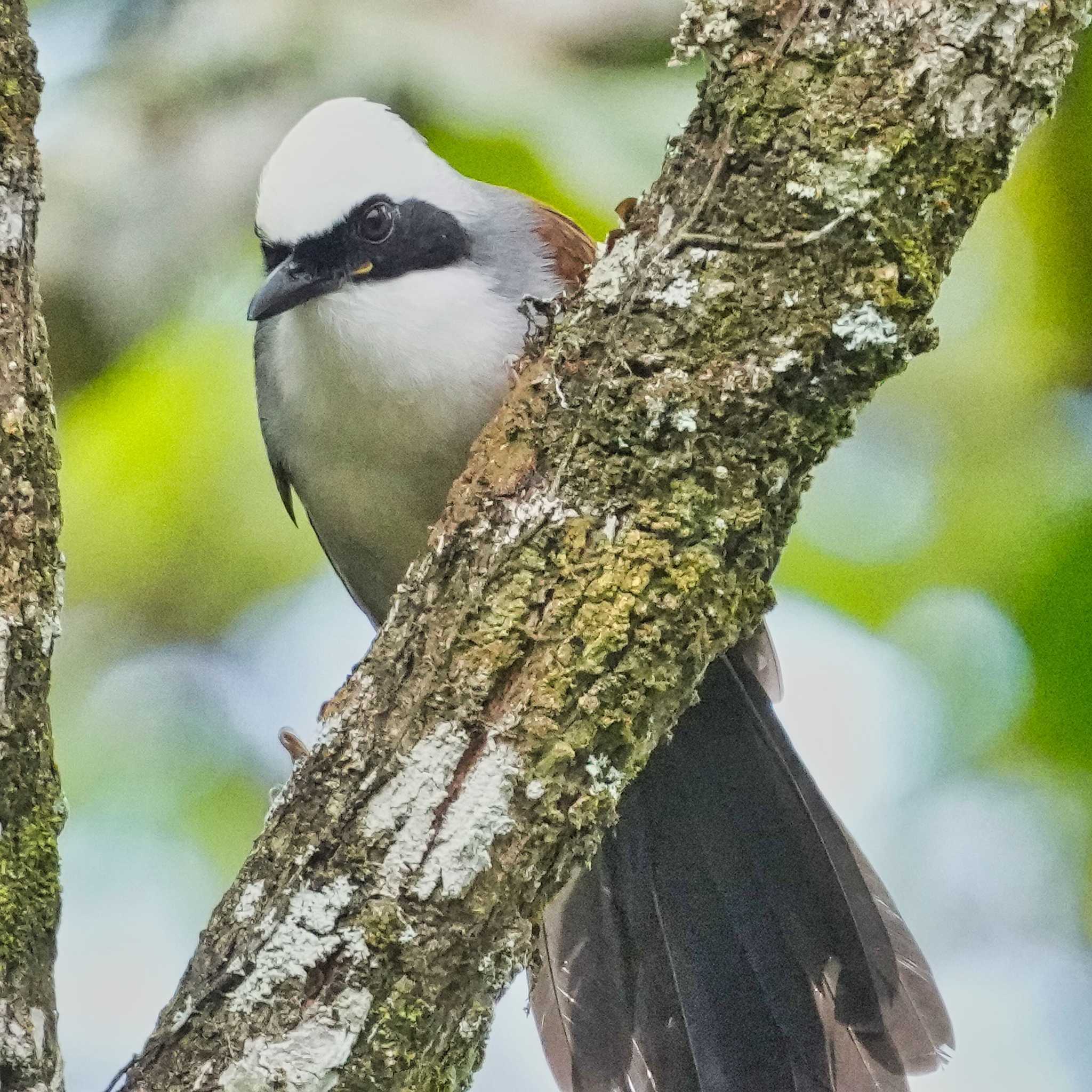 White-crested Laughingthrush