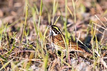 Yellow-browed Bunting 長崎市野母崎 Sat, 4/22/2017