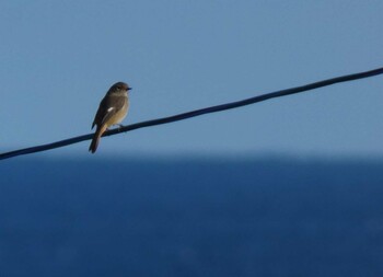 Daurian Redstart Yoron Island Fri, 11/26/2021