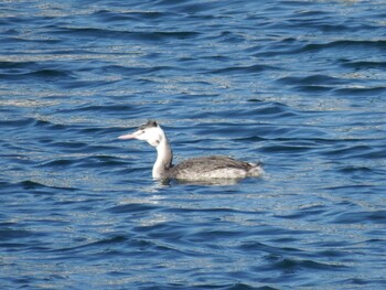 Great Crested Grebe 平潟湾 Fri, 11/26/2021