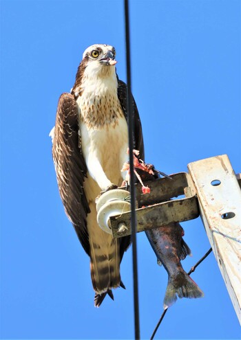 ミサゴ 湖北野鳥センター 2021年11月20日(土)