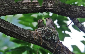 Asian Brown Flycatcher Unknown Spots Thu, 5/18/2017