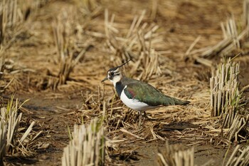 2021年11月26日(金) 斐伊川河口の野鳥観察記録