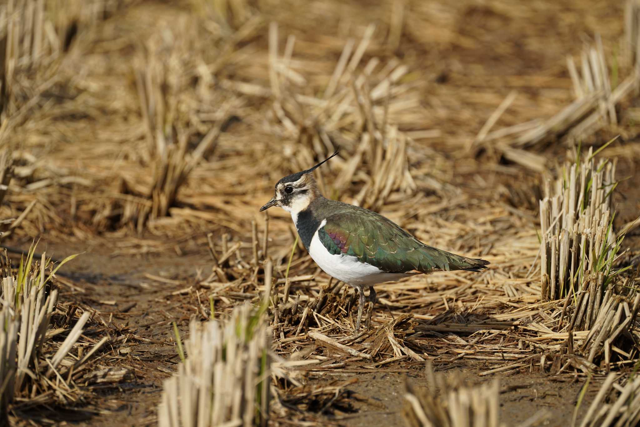 Northern Lapwing